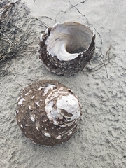 Megastraea undosa