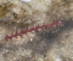 Vidalia colensoi