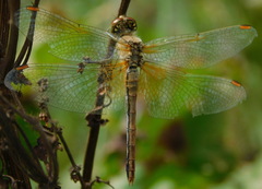 Sympetrum flaveolum