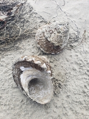 Megastraea undosa