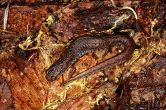 Hemidactylium scutatum