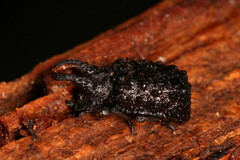 Bolitotherus cornutus