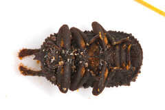 Bolitotherus cornutus