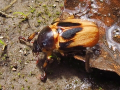 Ancognatha