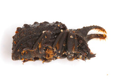 Bolitotherus cornutus