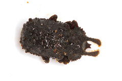 Bolitotherus cornutus
