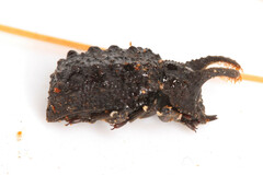 Bolitotherus cornutus