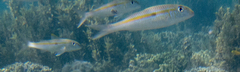 Mulloidichthys flavolineatus