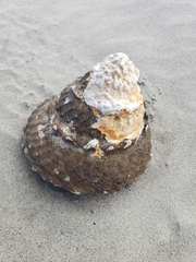 Megastraea undosa