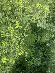 Chamaecytisus prolifer