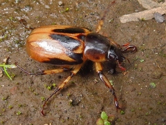 Ancognatha