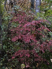 Viburnum rufidulum