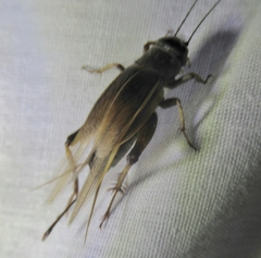 Gryllus