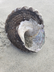 Megastraea undosa