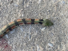 Rhabdophis tigrinus