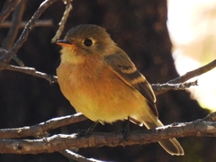 Empidonax fulvifrons