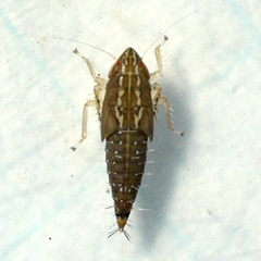 Scaphoideus