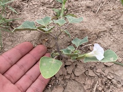 Datura arenicola
