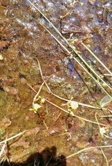 Utricularia australis