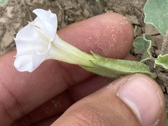 Datura arenicola