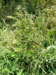 Hordeum