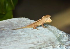 Anolis jubar oriens