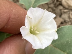 Datura arenicola