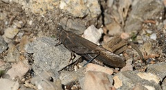 Circotettix crotalum