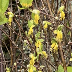 Dirca occidentalis