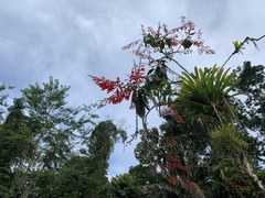 Warszewiczia coccinea