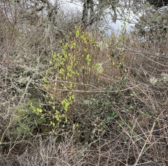 Dirca occidentalis