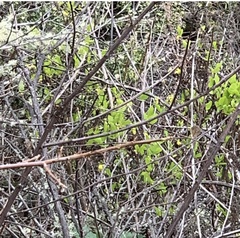 Dirca occidentalis