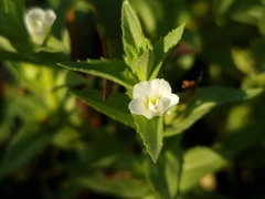 Gratiola peruviana