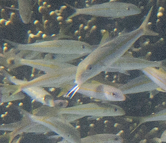 Mulloidichthys flavolineatus