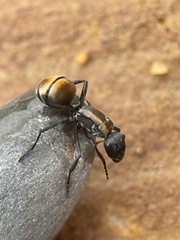 Polyrhachis ammon