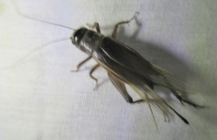 Gryllus