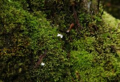 Utricularia brachiata