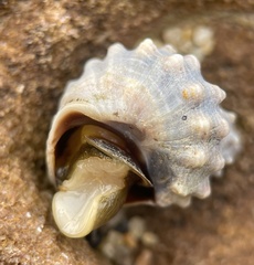 Nodilittorina pyramidalis