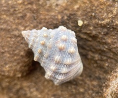 Nodilittorina pyramidalis