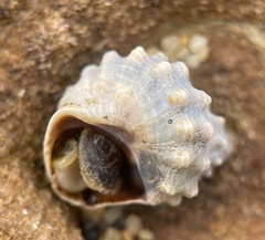 Nodilittorina pyramidalis