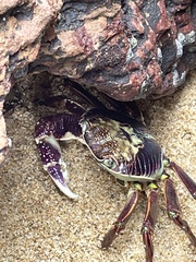 Leptograpsus variegatus