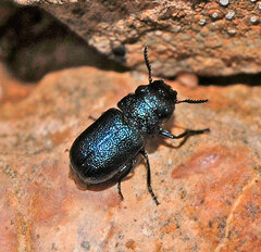 Otiothraea filabrensis