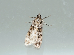 Scoparia chiasta