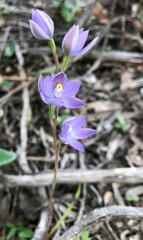Thelymitra alcockiae