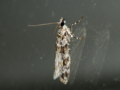 Scoparia chiasta