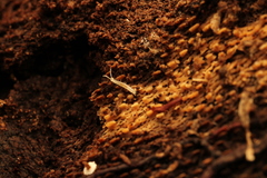 Symphyla