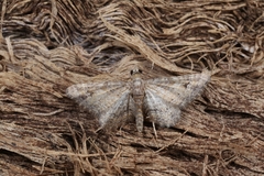 Gymnoscelis rufifasciata
