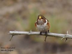 Selasphorus flammula