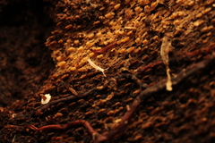 Symphyla