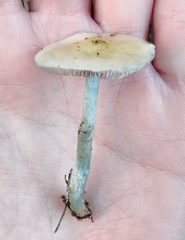 Stropharia caerulea
